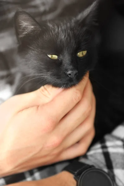 Милая черная кошка — стоковое фото