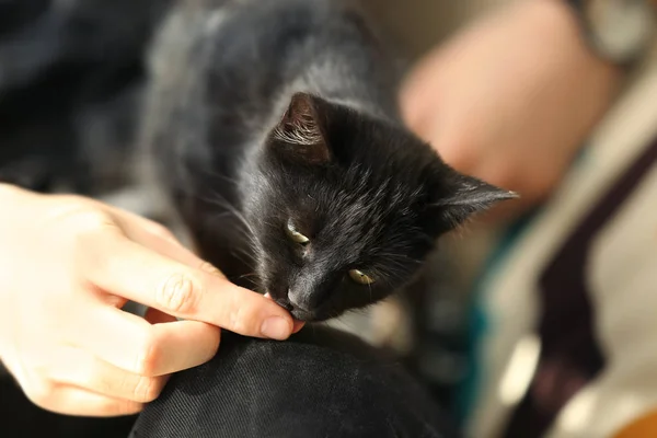 Lindo gato negro — Foto de Stock