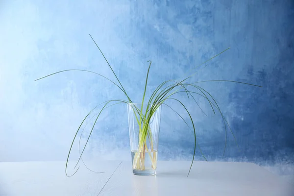 Vase en verre avec des plantes vertes — Photo