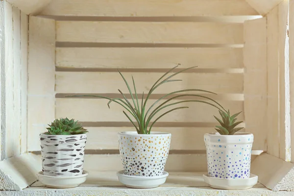 Suculentas en caja de madera — Foto de Stock