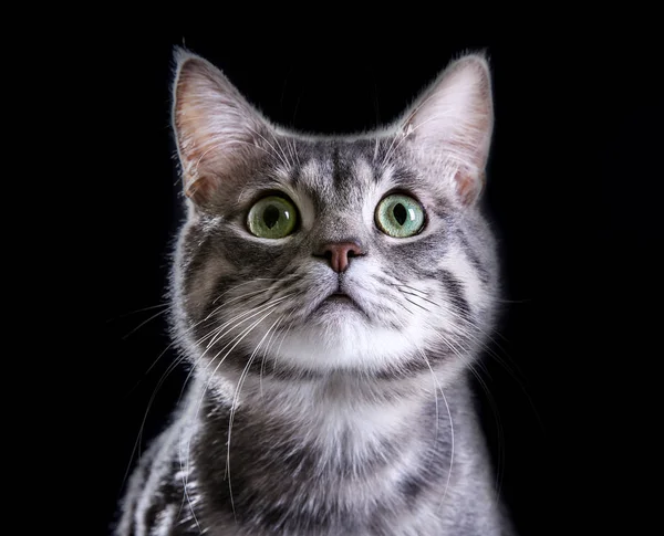 Симпатичный смешной кот — стоковое фото