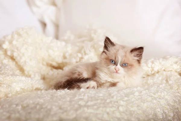 Gatinho bonito — Fotografia de Stock