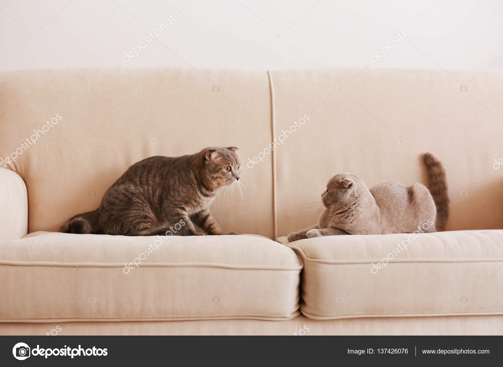 Cute Funny Cats On Sofa Stock Photo C Belchonock 137426076 Cute Funny Cats On Sofa Stock Photo C Belchonock 137426076