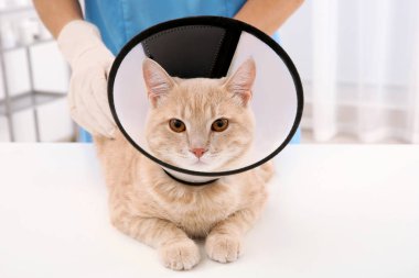 Koni utanç içinde kedi