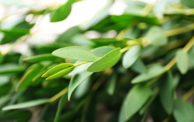 Yeşil okaliptüs şube