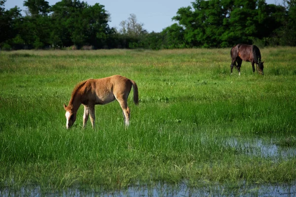 Little foal and mare — Stock Photo, Image