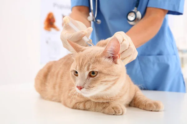 Veterinário que administra a injeção — Fotografia de Stock