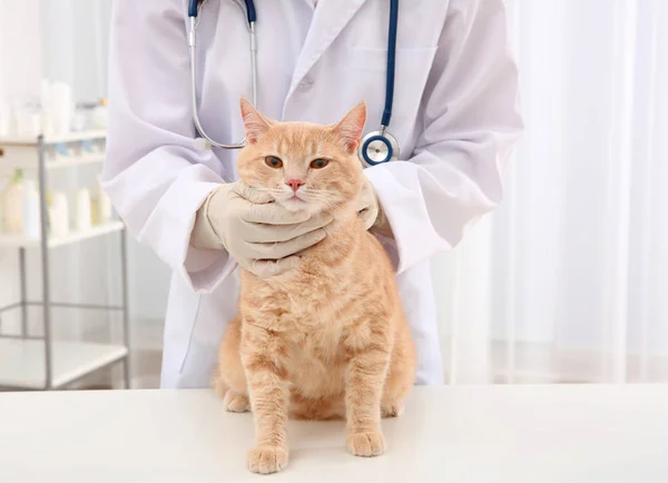 Veterinário examinando gato vermelho — Fotografia de Stock