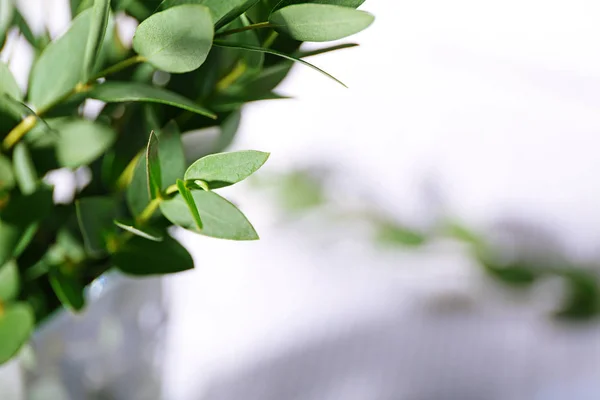 Rama de eucalipto verde —  Fotos de Stock
