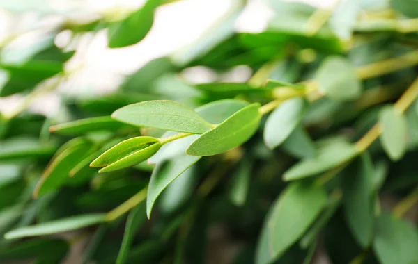 Zelené eukalyptus větev — Stock fotografie