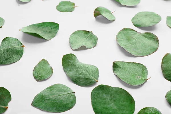 Green eucalyptus leaves