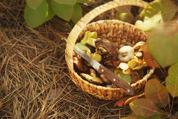 Wicker basket with mushrooms — Stock Photo, Image