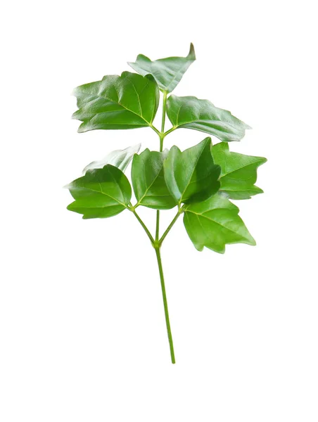 Branch with green leaves — Stock Photo, Image