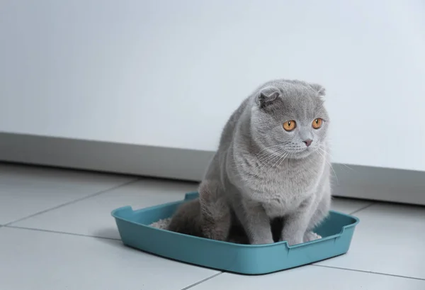 ネコ用のトイレでかわいい面白い猫 — ストック写真