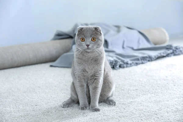 カーペットの上に座ってかわいい面白い猫 — ストック写真