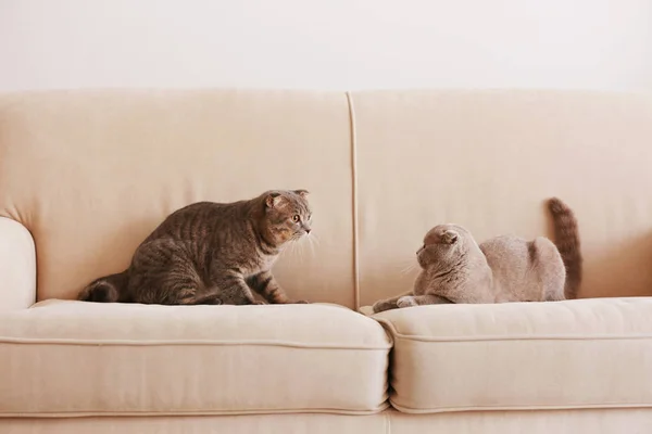 Милые смешные кошки на диване — стоковое фото