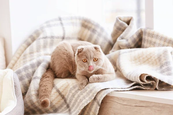 Lindo gato acostado en ventana alféizar — Foto de Stock