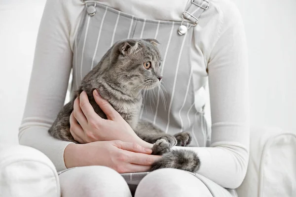 Cute cat with owner — Stock Photo, Image