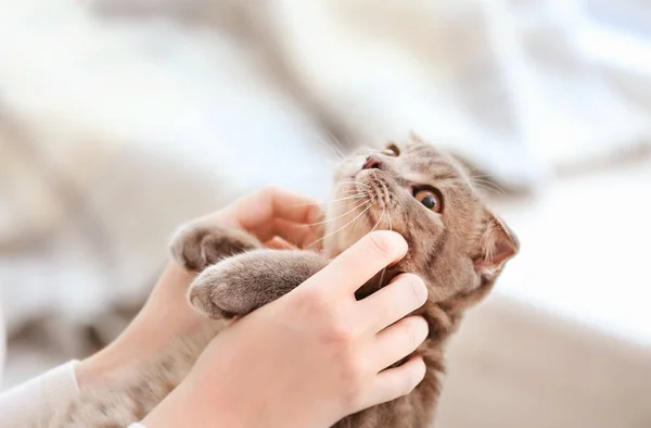 Gato bonito com proprietário — Fotografia de Stock