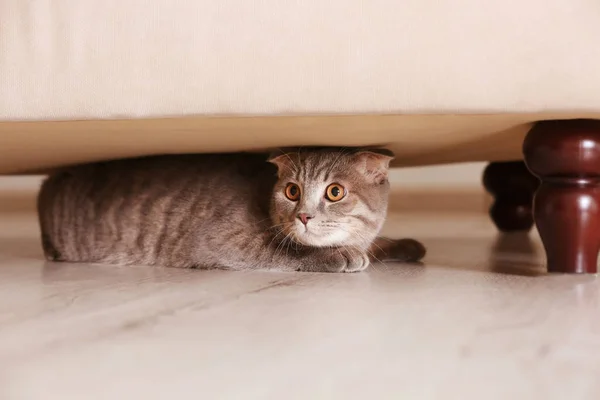 Χαριτωμένο αστείο γάτα που κρύβεται κάτω από έπιπλα — Φωτογραφία Αρχείου