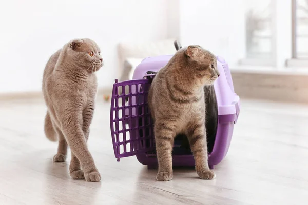 Gatos engraçados bonitos brincando com transportador de plástico — Fotografia de Stock