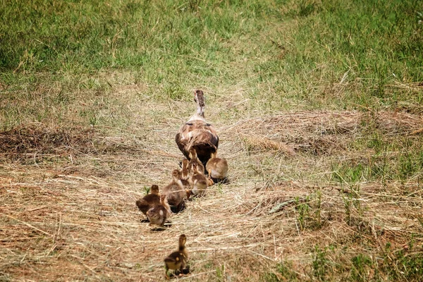 Patos andando na grama — Fotografia de Stock