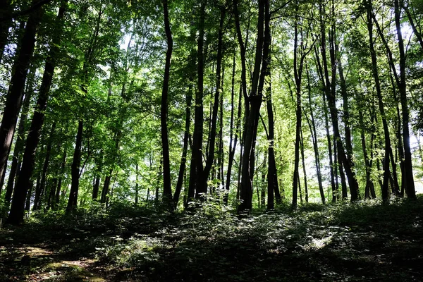 Schöner wilder Wald — Stockfoto