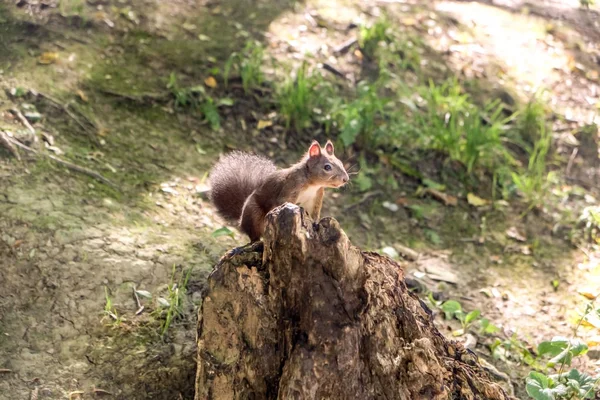 Kleine eekhoorn in bos — Stockfoto