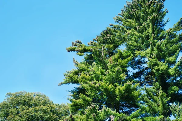 Pine Branches Sky — Stock Photo, Image