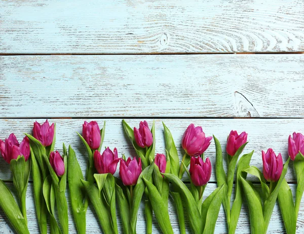 Roxo belas tulipas — Fotografia de Stock