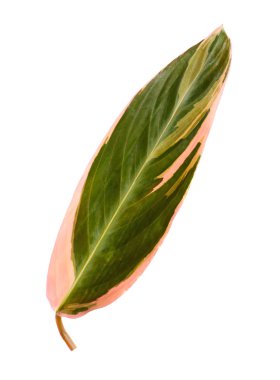 yeşil bitki yaprağı 