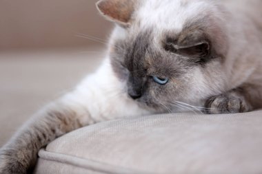 Koltukta yalan şirin güzel kedi 