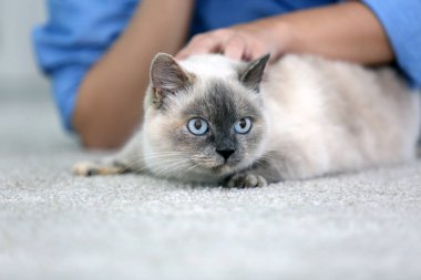 Veteriner muayene kedi 
