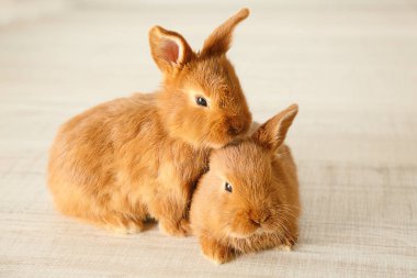 Şirin komik tavşan  