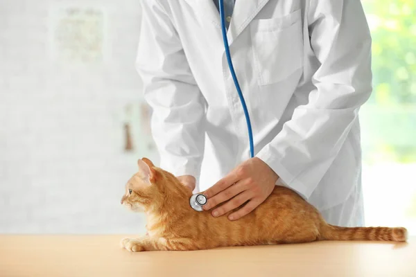 Veterinarian examining cat — Stock Photo, Image