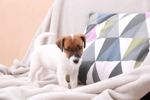 可愛い子犬ちゃん — ストック写真