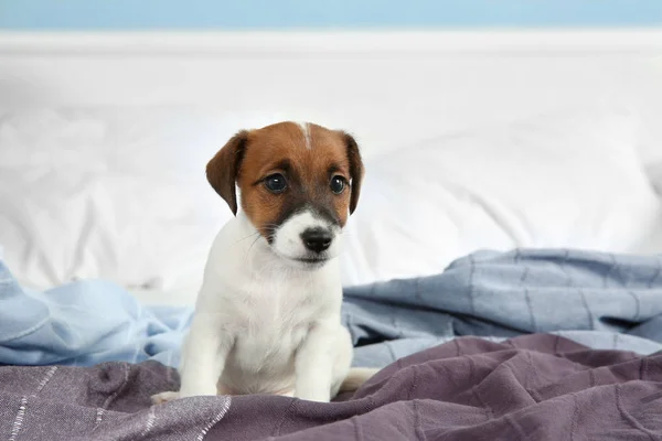 Cute funny puppy — Stock Photo, Image