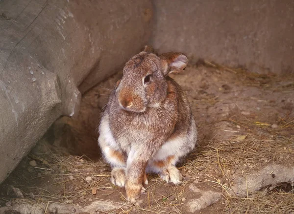 Pequeño conejo en el suelo — Foto de Stock