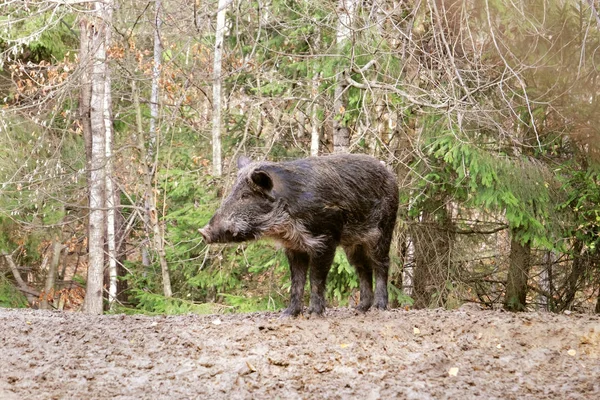 Cinghiale nella foresta — Foto Stock