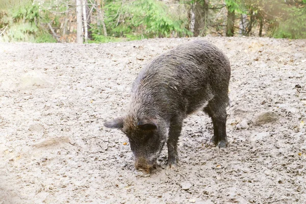 Wild boar in forest — Stock Photo, Image