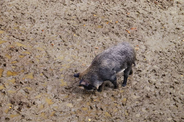 Wild boar on ground — Stock Photo, Image