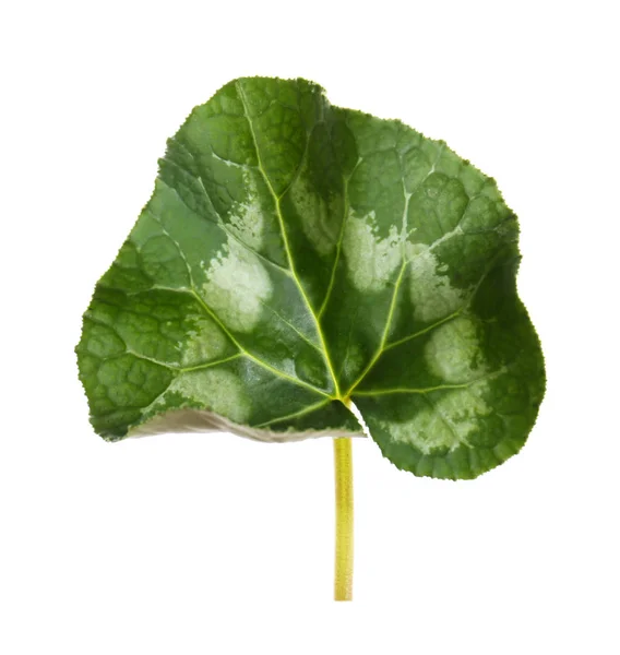 Groene plant blad — Stockfoto