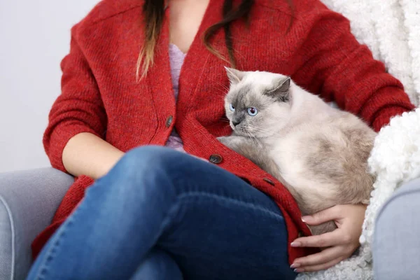 Süße Katze Nahaufnahme — Stockfoto