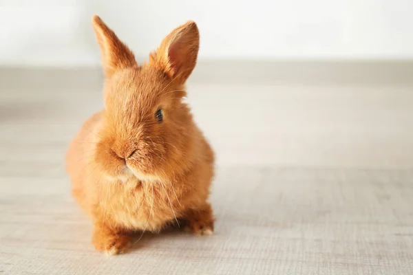 可爱有趣的兔子 — 图库照片