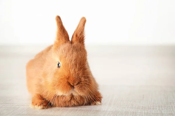 かわいい面白いウサギ — ストック写真