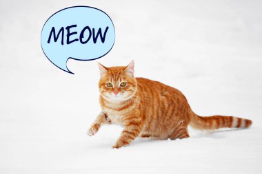 Küçük şirin kedi.