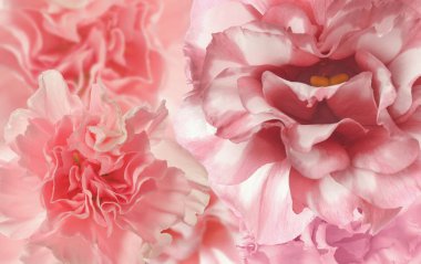 güzel çiçek arkaplanı