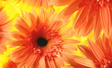 güzel çiçek arkaplanı