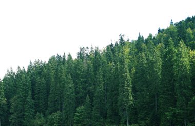 Yeşil Orman ağaçları 