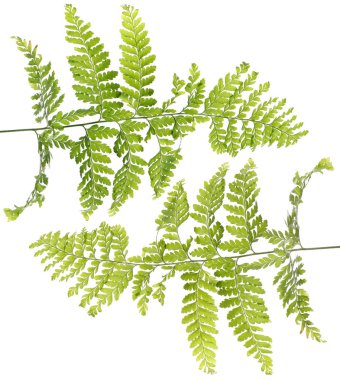 taze yeşil yapraklar 